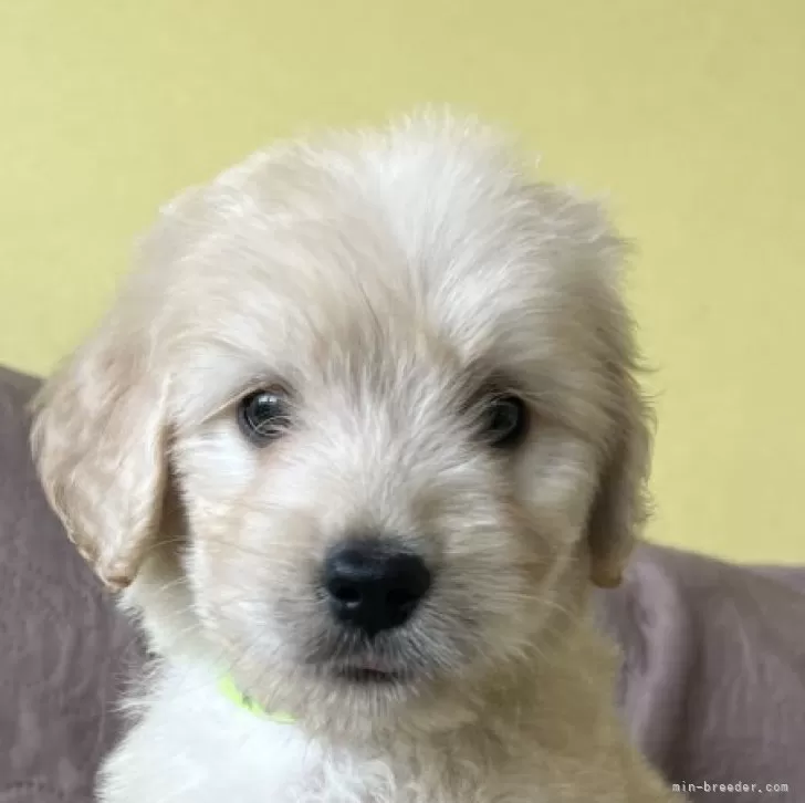 N.S 様のお迎えした子犬