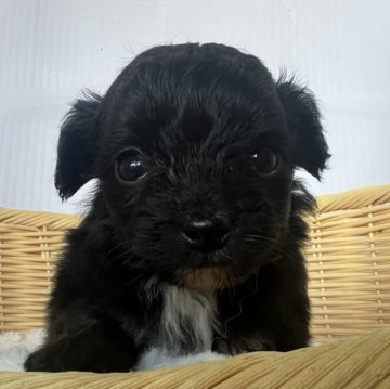 チワプー(トイプードル×チワワ)【茨城県・女の子・2025年10月2日・ブラック&ホワイト】の写真「おっとりでで甘えん坊な子です🌸」