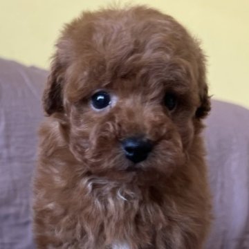 トイプードル(トイ)【茨城県・女の子・2025年10月5日・レッド】の写真「好奇心旺盛で可愛い子です♪」