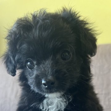 チワプー(トイプードル×チワワ)【茨城県・女の子・2025年10月2日・ブラック&ホワイト】の写真「おっとりでで甘えん坊な子です♪」