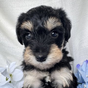 シュナプー(トイプードル×ミニチュアシュナウザー)【茨城県・女の子・2025年5月25日・ブラックタン】の写真「好奇心旺盛な子です♪」