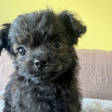 チワプー(トイプードル×チワワ)【茨城県・女の子・2025年10月2日・ダークブラウン】の写真「おてんば娘で甘えん坊な子です♪」