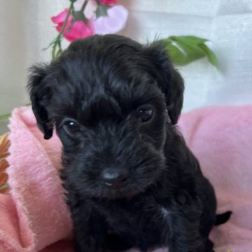 シュナプー(ミニチュアシュナウザー×トイプードル)【茨城県・女の子・2024年12月25日・ブラック】の写真「甘えん坊な子です♪唯一の女の子🌸」