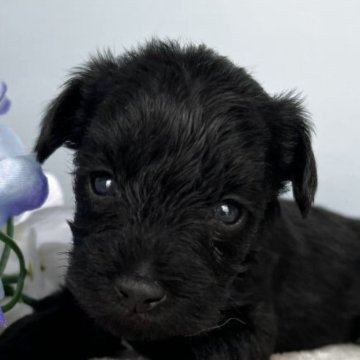 シュナプー(トイプードル×ミニチュアシュナウザー)【茨城県・男の子・2025年5月25日・ブラック】の写真「おっとりした子です♪」