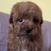 トイプードル(トイ)