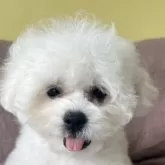 ビションフリーゼ