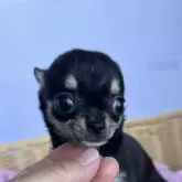 チワワ(ロング)