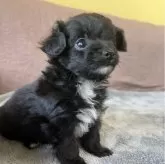 チワプー(トイプードル×チワワ)【茨城県・女の子・2025年10月2日・ブラック&ホワイト】の写真2