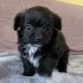 チワプー(トイプードル×チワワ)【茨城県・女の子・2025年10月2日・ブラック&ホワイト】の写真5