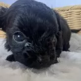 チワプー(トイプードル×チワワ)【茨城県・女の子・2025年10月2日・ブラック&ホワイト】の写真8