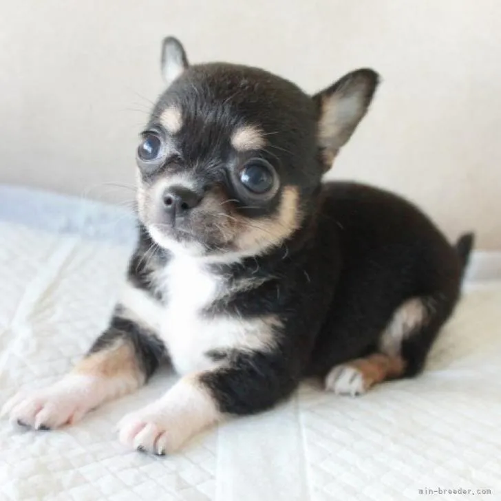 ID:2208-02114の子犬