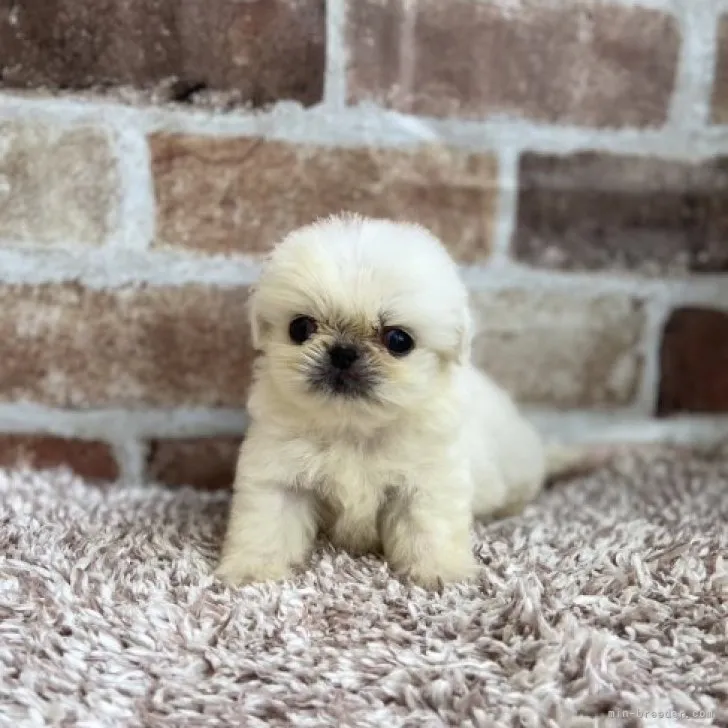 ID：2307-03952の子犬