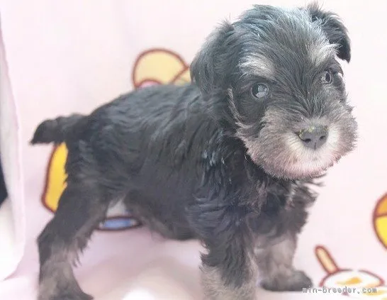 ID：1805-01227の子犬