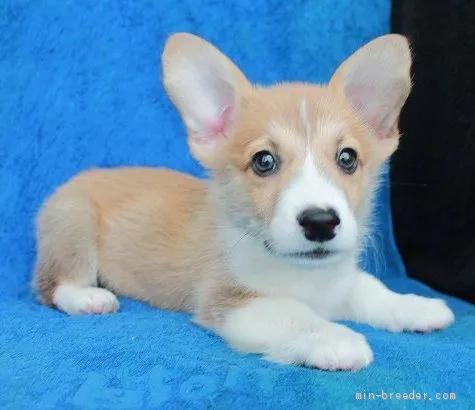 ID:1912-00766の子犬