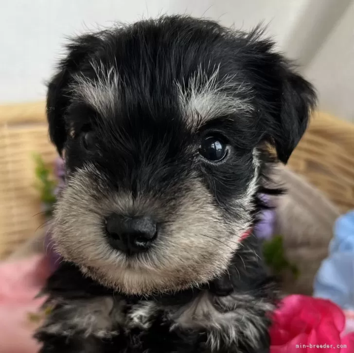 ID:2406-04549の子犬