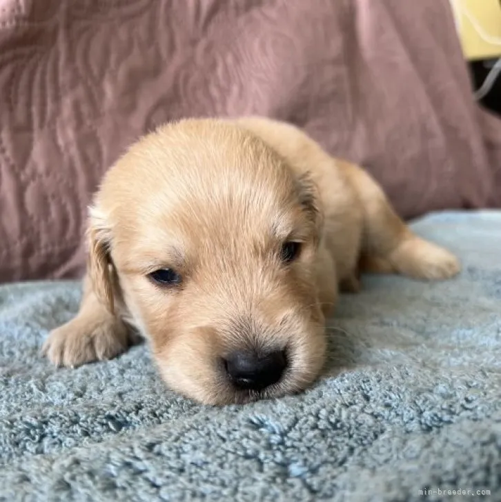 ID：2305-05472の子犬