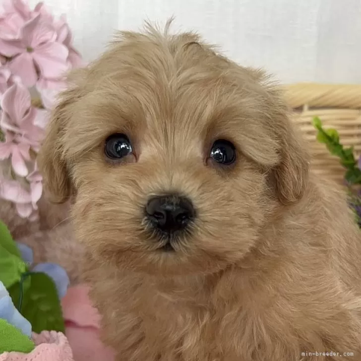 ID：2406-00910の子犬