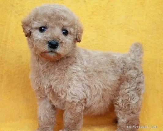 ID:2003-01849の子犬