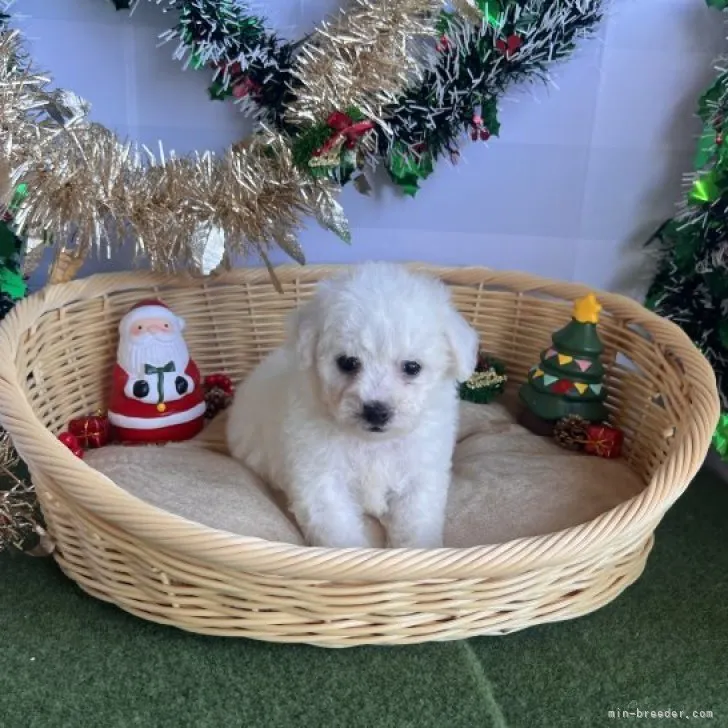 M.Ｉ 様のお迎えした子犬