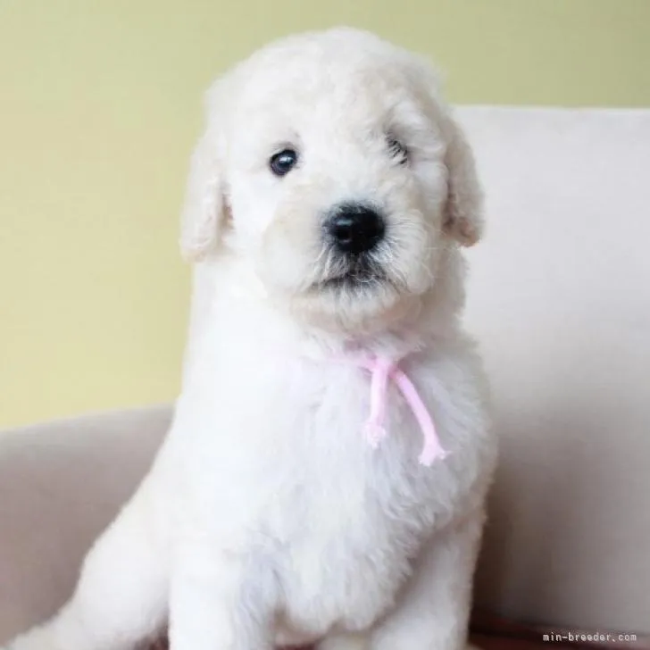 ID：2209-01086の子犬