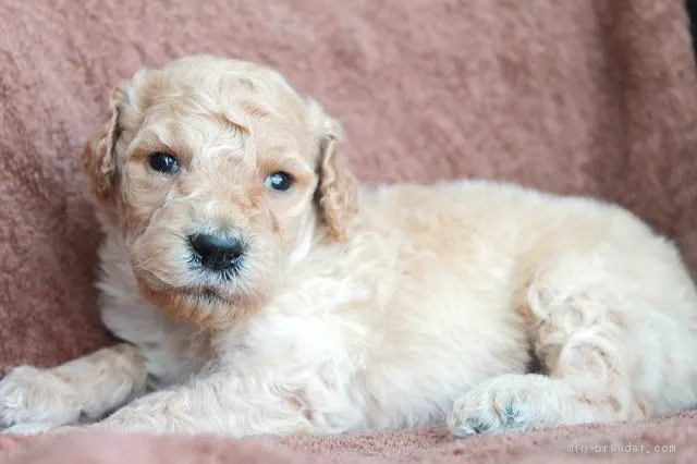 ID:1907-03273の子犬
