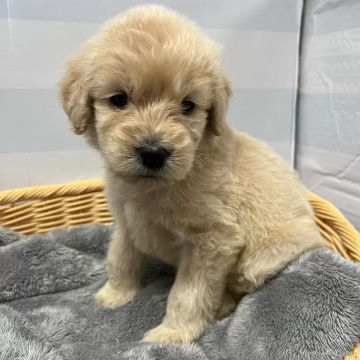 ID:2403-01842の子犬