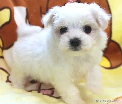 ID：1801-01738の子犬