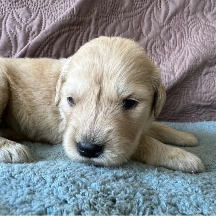 ID：2305-05474の子犬