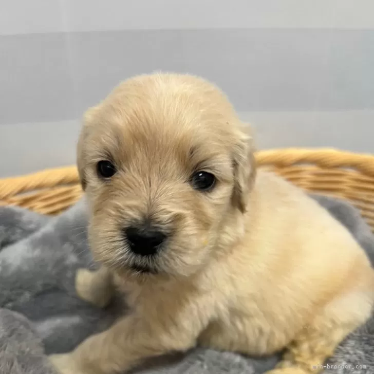 ID:2402-06550の子犬