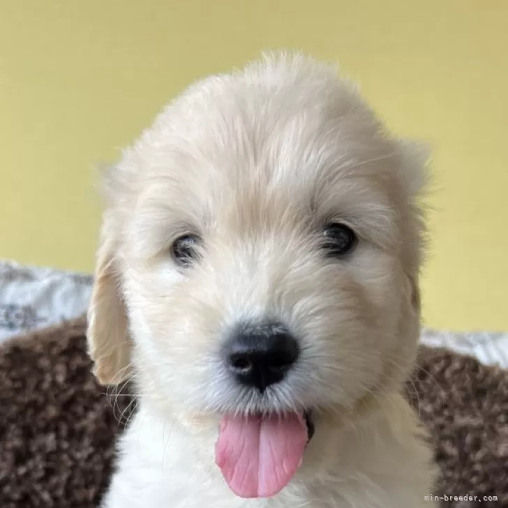 ID：2408-06360の子犬
