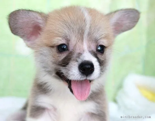 ID:1807-01762の子犬