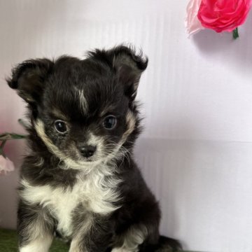 チワワ(ロング)【茨城県・男の子・2024年3月5日・ブラックタン】の写真「キリッと眉毛が可愛いシャイボーイです！」