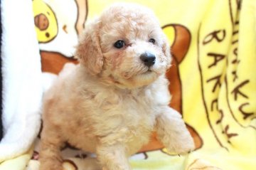 トイプードル(トイ)【茨城県・男の子・2017年9月28日・クリーム】の写真「ぱっちり目で可愛らしい男の子♪」