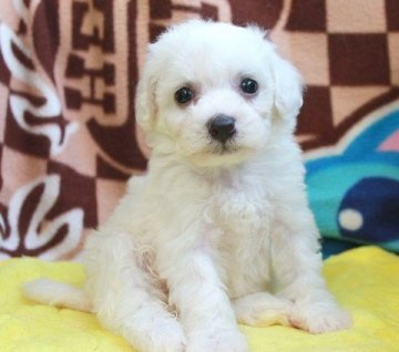 ビションフリーゼ【茨城県・女の子・2017年9月26日・ホワイト】の写真「真っ白でとても可愛らしい女の子！」