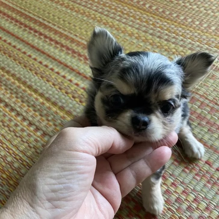 ID:2508-03978の子犬