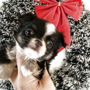 チワワ(ロング)【三重県・女の子・2025年10月19日・ブラック&ホワイト】の写真「4兄妹で1番サイズの有る女の子です。」