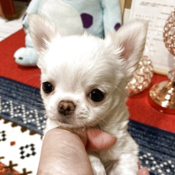 チワワ(ロング)【三重県・男の子・2025年10月19日・ホワイト】の写真「小さく頭でっかちの可愛い😍男の子です。
頭の良い」