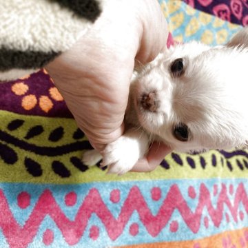 チワワ(ロング)【三重県・男の子・2025年10月19日・ホワイトクリーム】の写真「小さく頭でっかちの可愛い😍男の子です。」