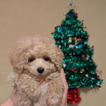 トイプードル(トイ)【三重県・男の子・2024年10月25日・ペールフォーン】の写真「1番甘えた君です。
タイニー〜トイ予想です。」