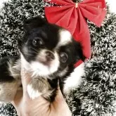 チワワ(ロング)