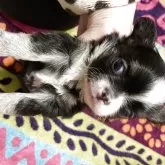 チワワ(ロング)