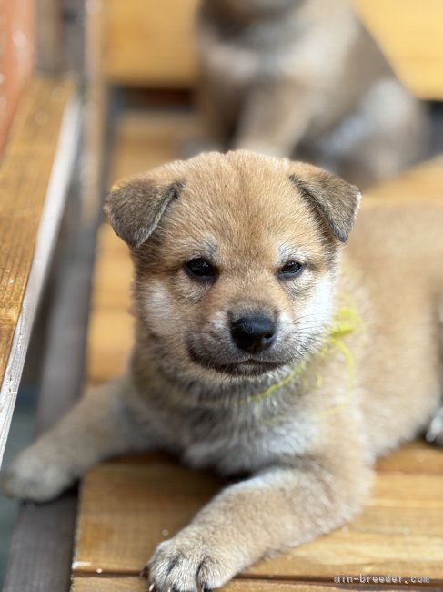 中山明世ブリーダーのブログ：4きょうだいの飼い主様募集中です(*'ω'*)