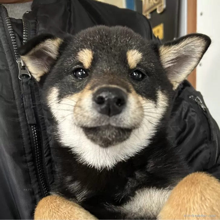ID:2410-04918の子犬