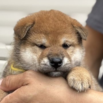 柴犬(標準サイズ)【宮崎県・女の子・2025年7月10日・赤】の写真「穏やかでのんびり屋さん」
