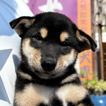 柴犬(標準サイズ)【宮崎県・男の子・2025年6月25日・黒】の写真「優良血統の人懐っこい男の子」