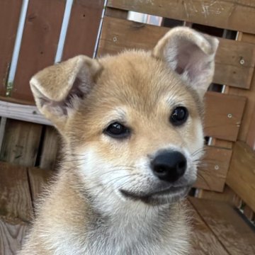 柴犬(標準サイズ)【宮崎県・男の子・2025年5月11日・赤】の写真「凛々しい顔立ちの男の子」