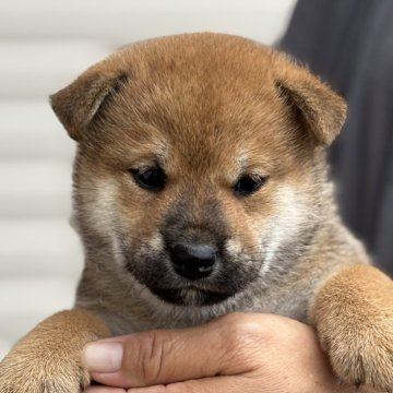 柴犬(標準サイズ)【宮崎県・女の子・2025年7月10日・赤】の写真「やわらかい表情の女の子」