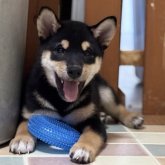 柴犬(標準サイズ)