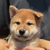 柴犬(標準サイズ)
