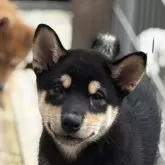 柴犬(標準サイズ)